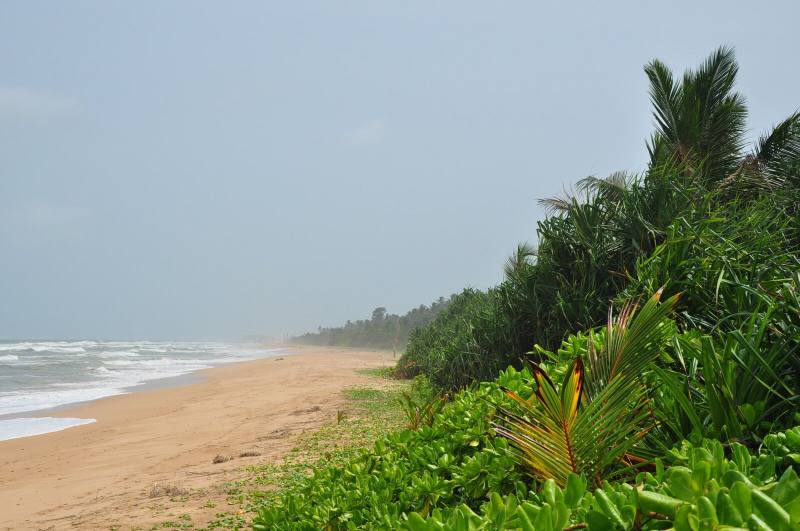 Quiet golden beach backed by lush palms and coastal greenery, Bentota, Sri Lanka