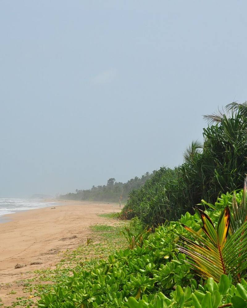 Quiet golden beach backed by lush palms and coastal greenery, Bentota, Sri Lanka