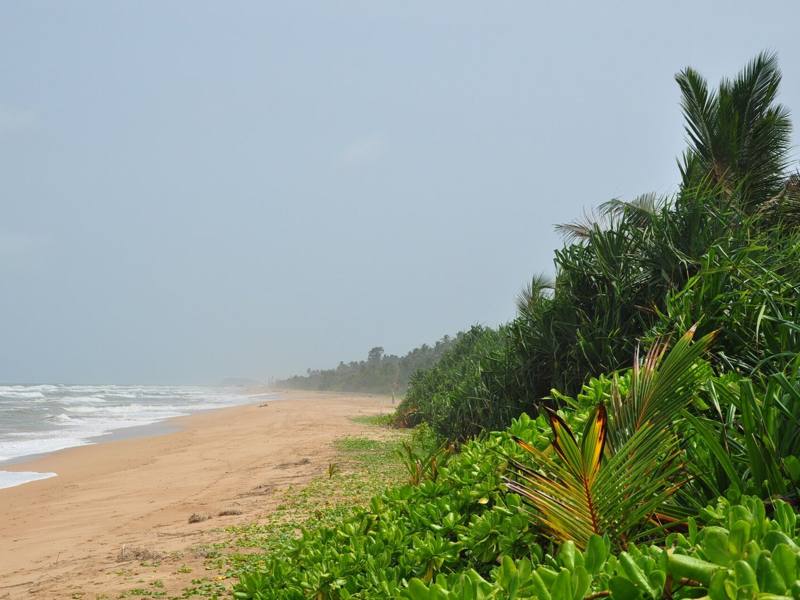 Quiet golden beach backed by lush palms and coastal greenery, Bentota, Sri Lanka