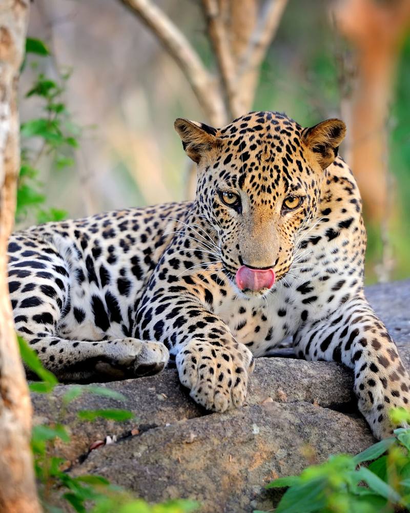 Sri Lankan leopard resting on a rock beside a tree, Yala National Park, Sri Lanka