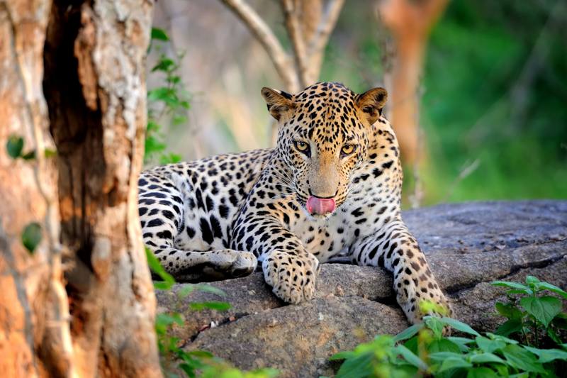 Sri Lankan leopard resting on a rock beside a tree, Yala National Park, Sri Lanka