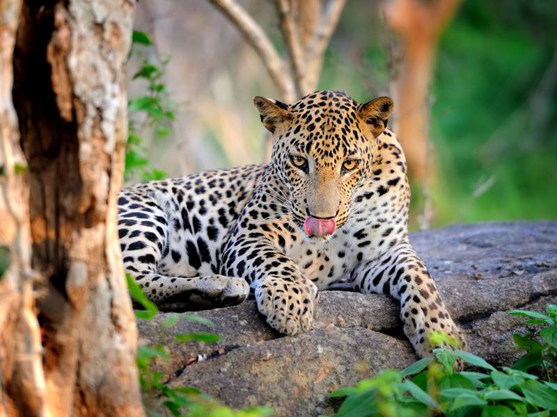 Sri Lankan leopard resting on a rock beside a tree, Yala National Park, Sri Lanka